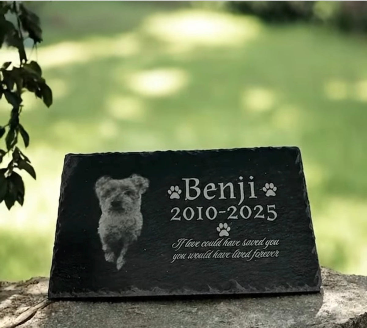 Laser engraved pet memorial slate with dog photo, name Benji, and 'If love could have saved you' quote